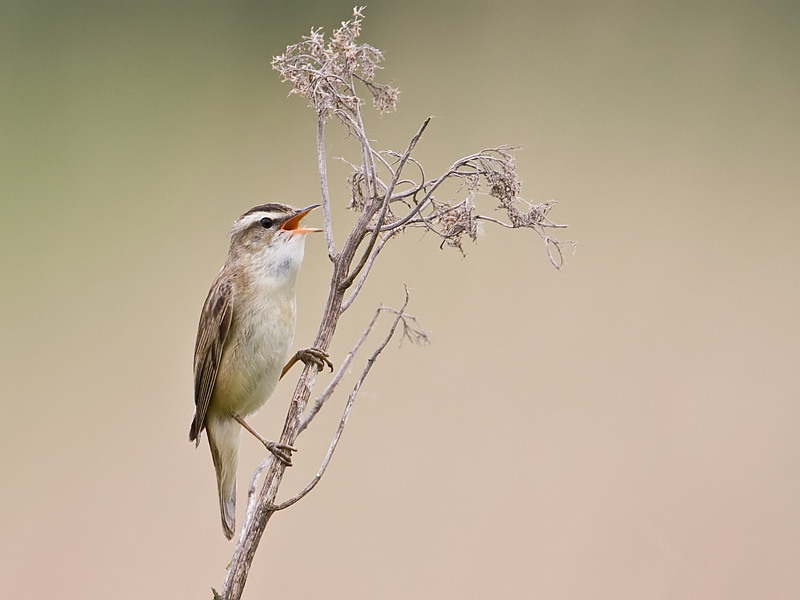 Acrocephalus schoenobaenus Sedge Warbler Rietzanger